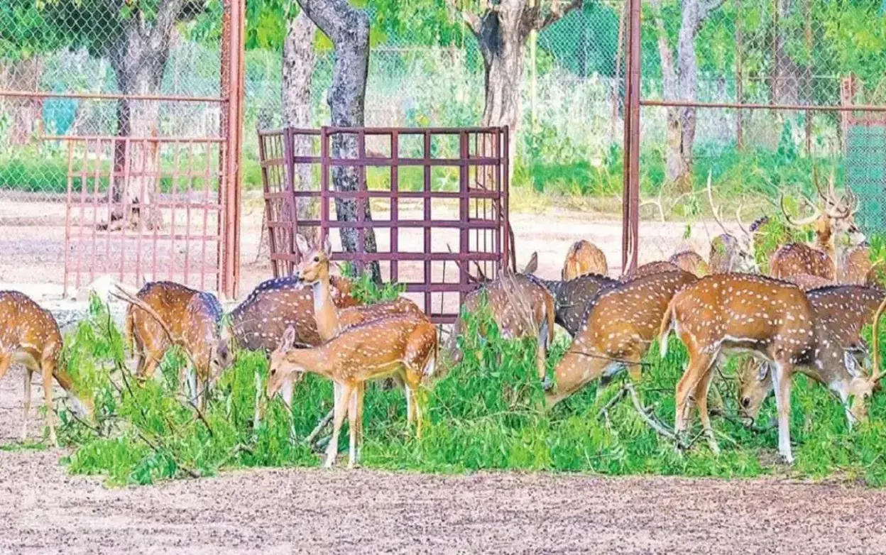 BHEL Township Deer Park